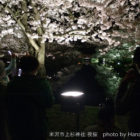 米沢市上杉神社の夜桜