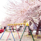 小野川温泉の公園の桜