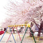 小野川温泉の公園の桜