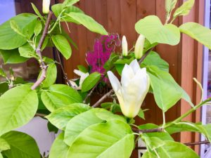 ハナシネマ玄関の木蓮の花